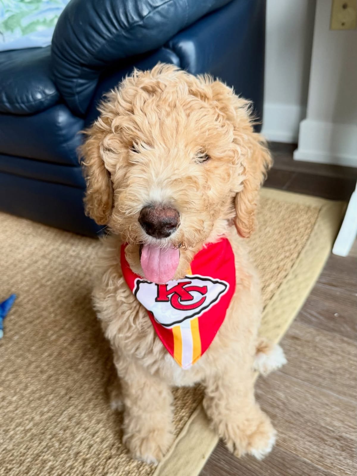 Dust - Golden Doodle puppy