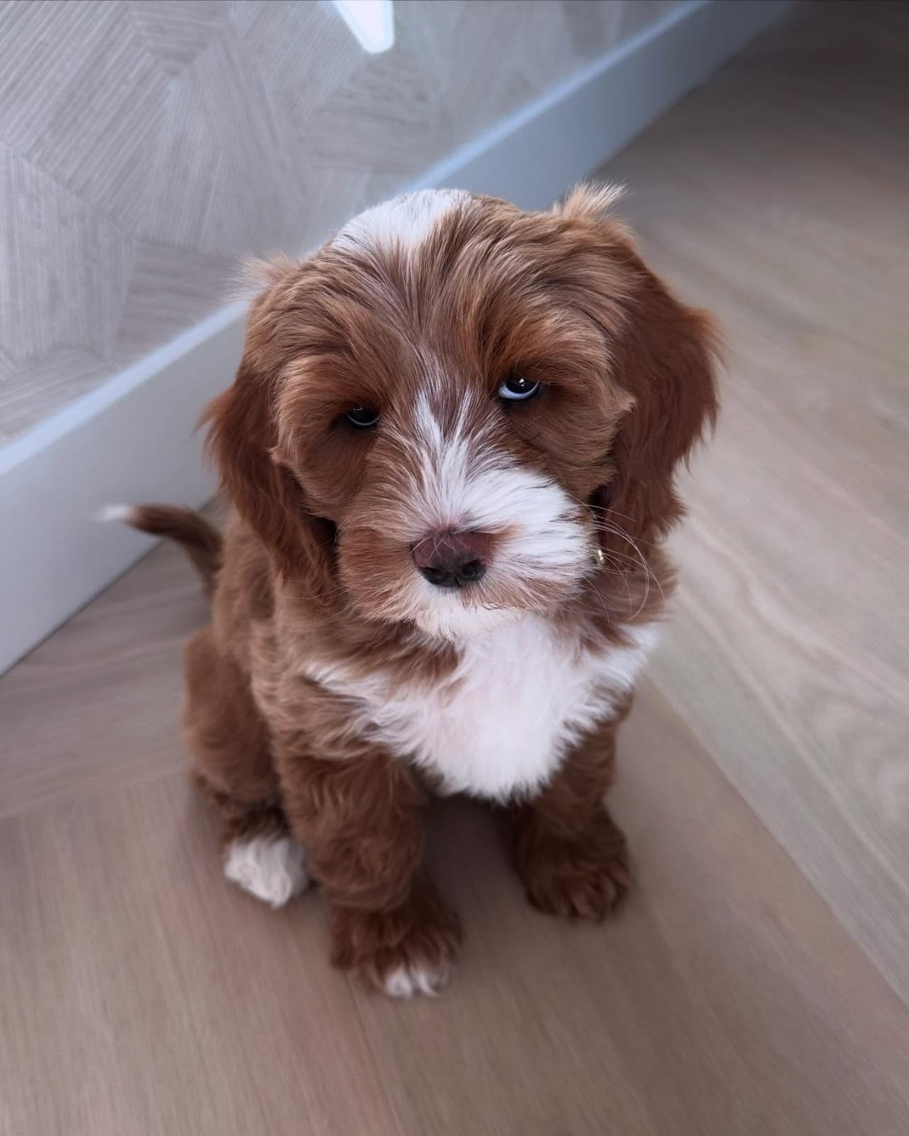 Ember - Golden Doodle puppy