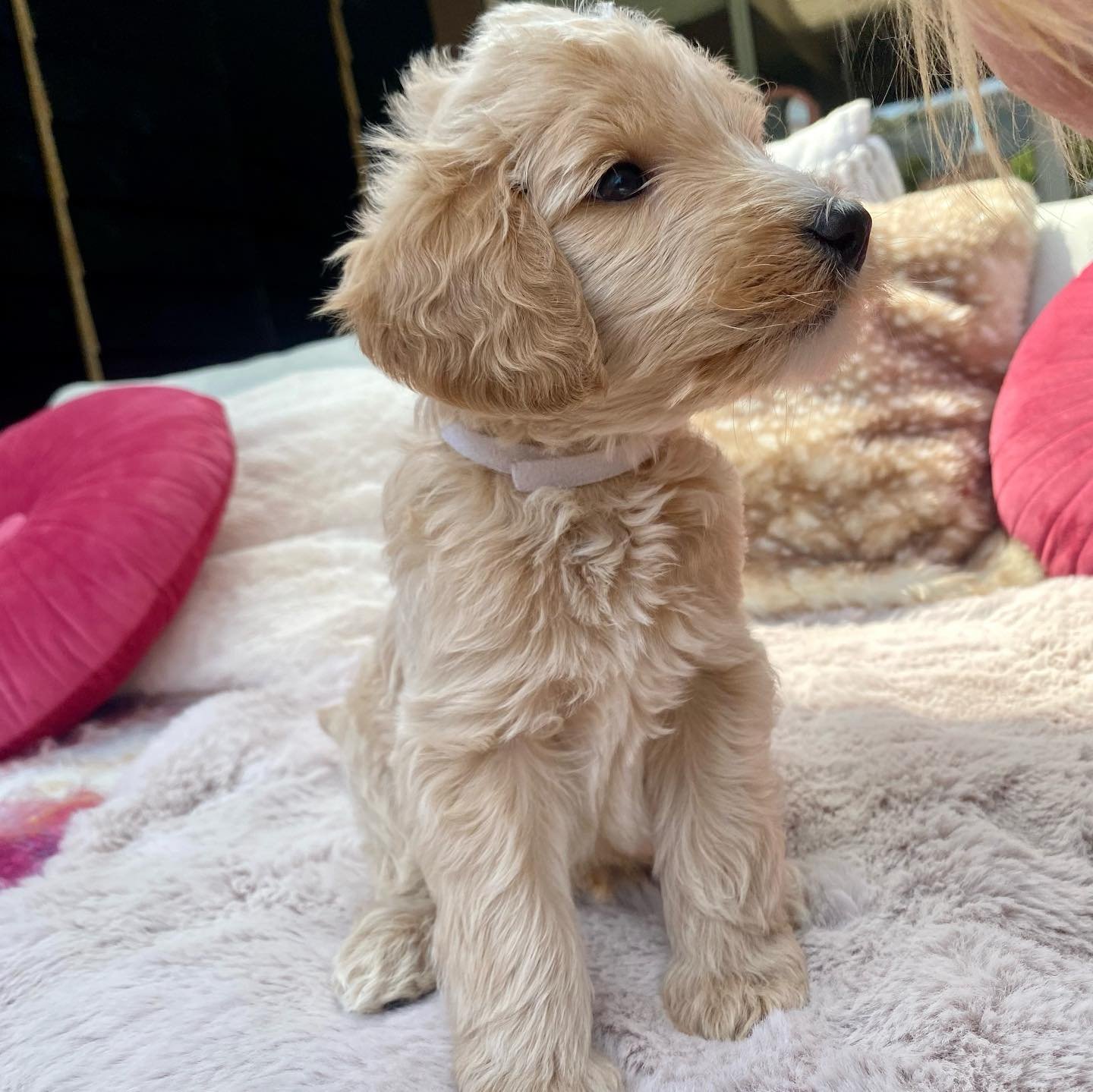 Dust - Golden Doodle puppy