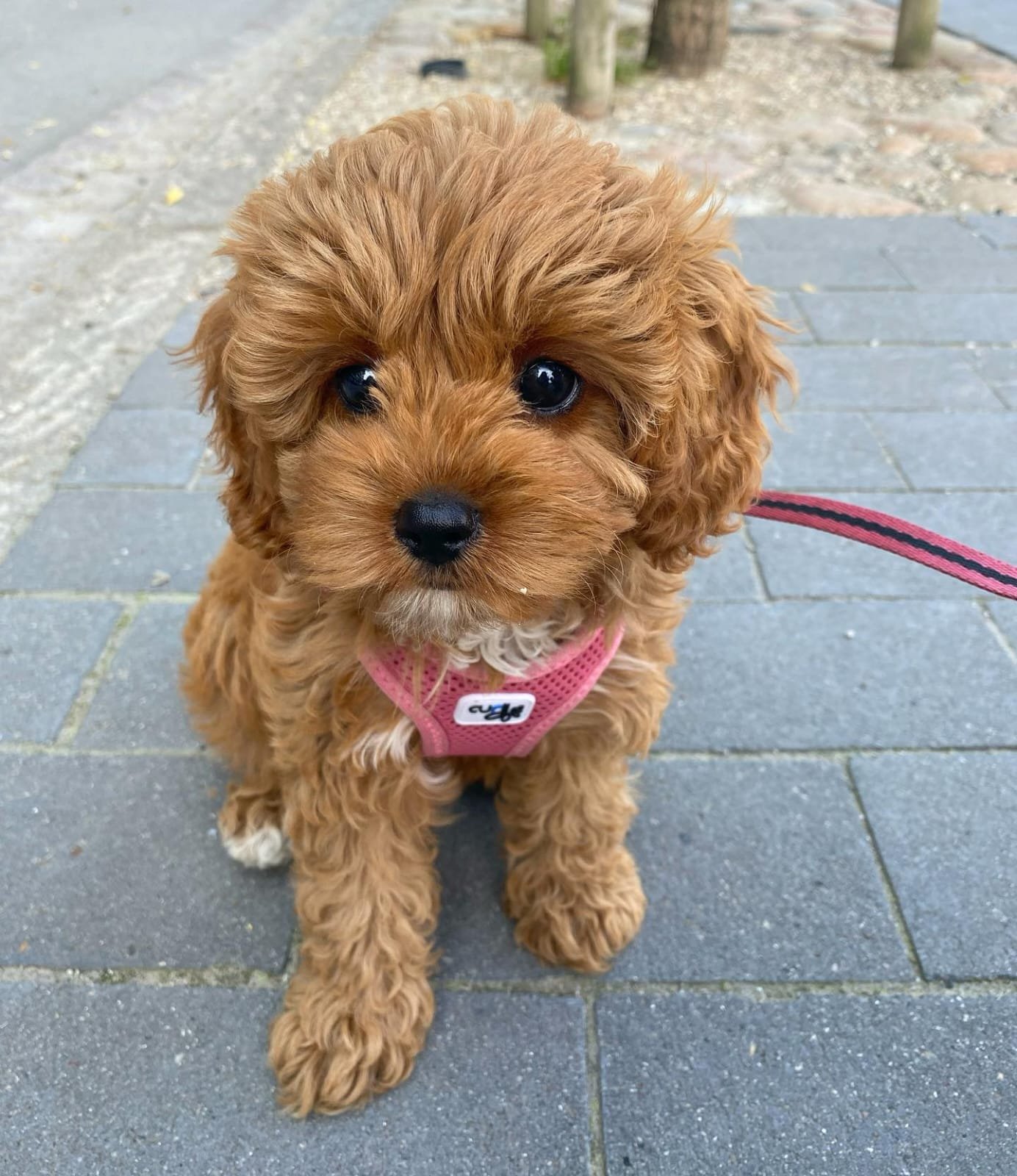 Jasper - Golden Doodle puppy
