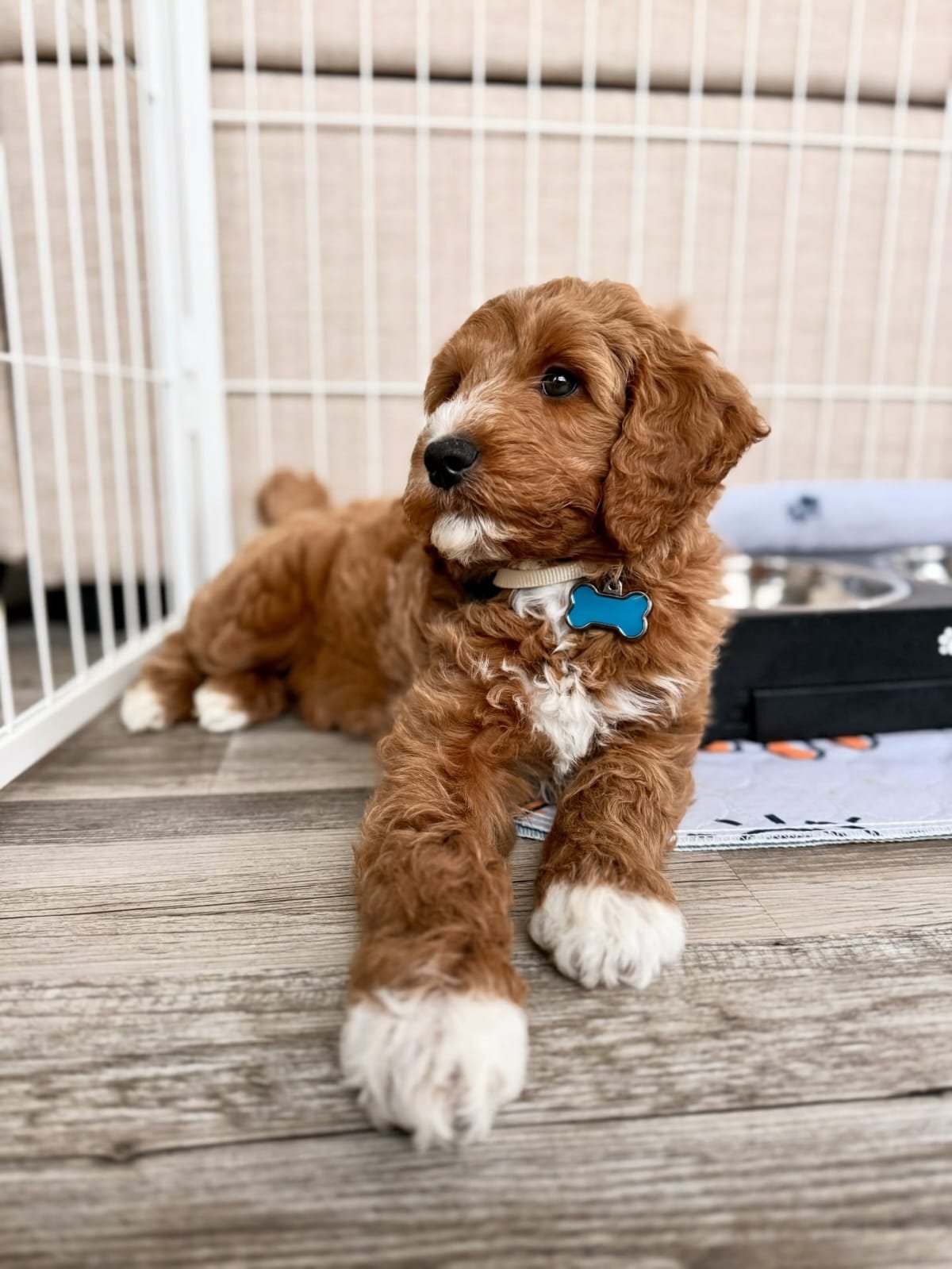 Kona - Golden Doodle puppy