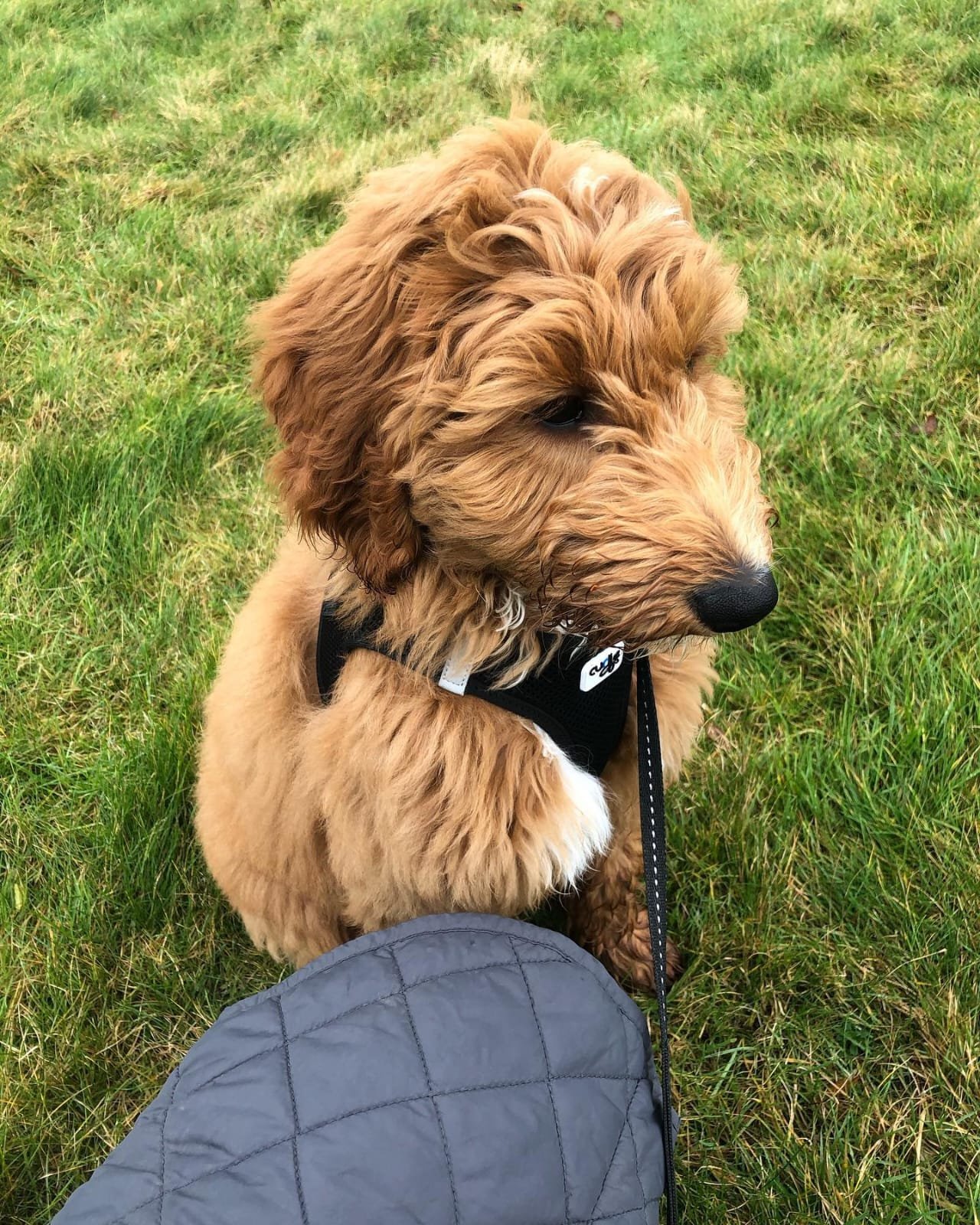 Luka - Golden Doodle puppy