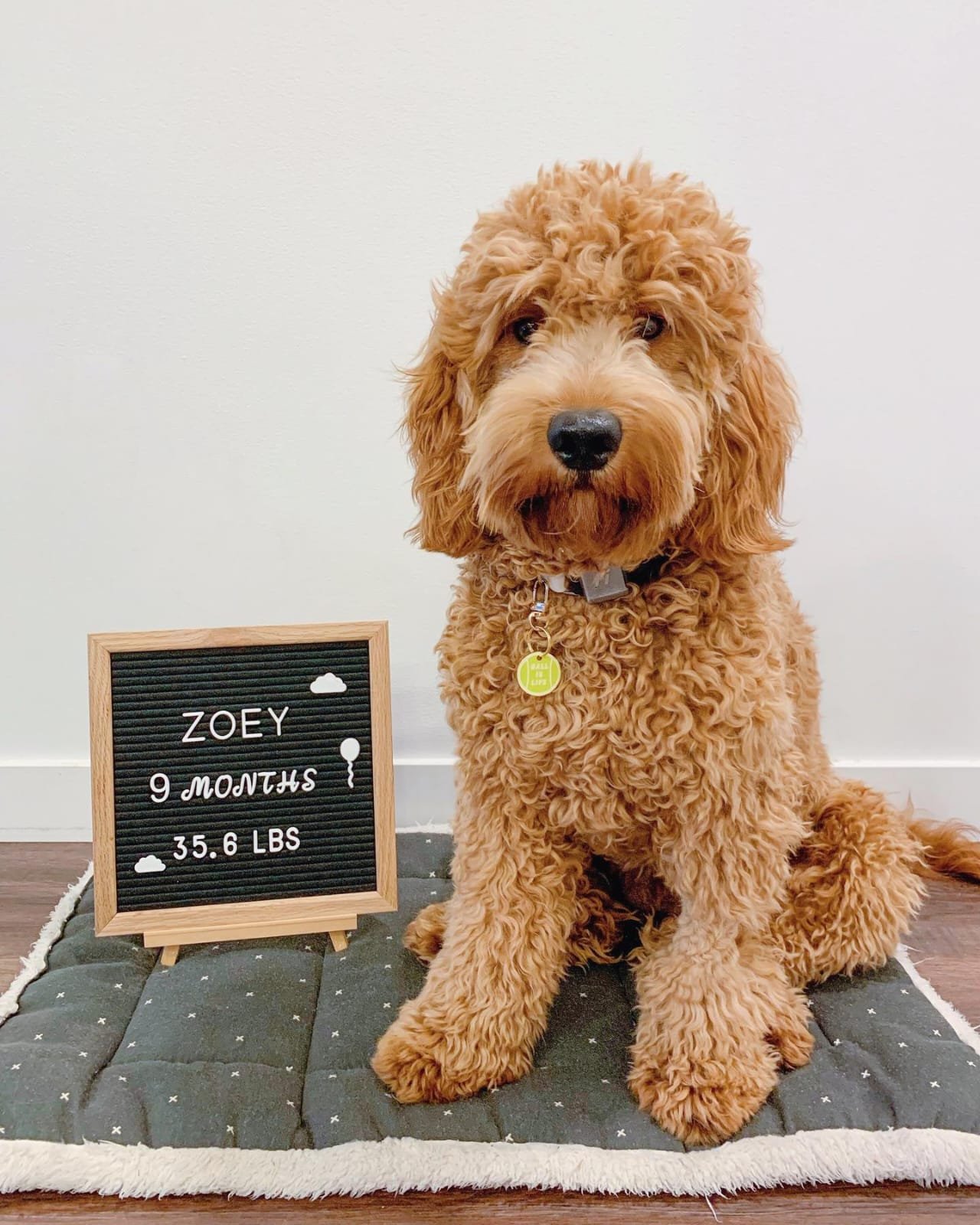 Uly - Golden Doodle puppy