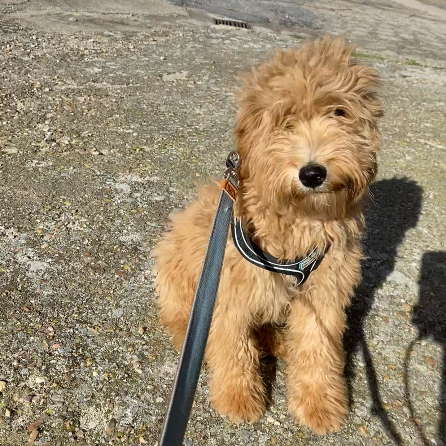 Willow - Golden Doodle puppy