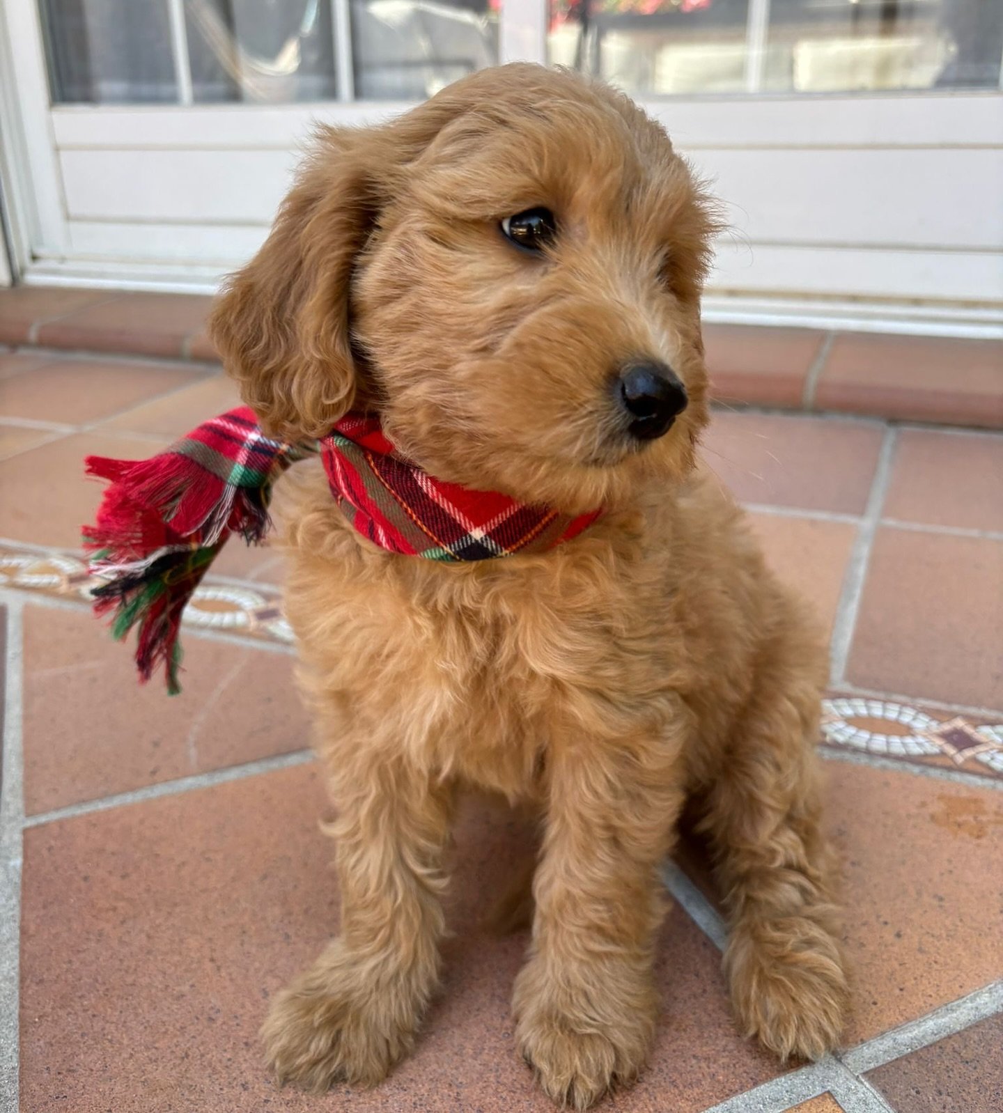 Zela - Golden Doodle puppy