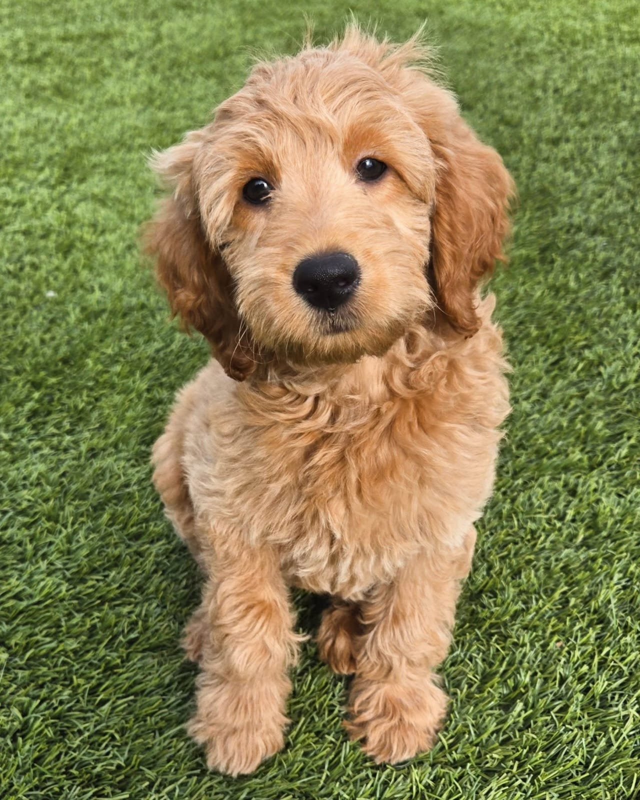 Bourkey - Golden Doodle puppy