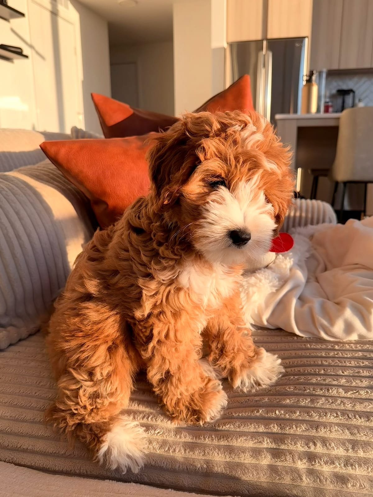 Dino - Golden Doodle puppy